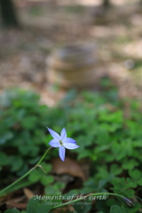 竹林の花