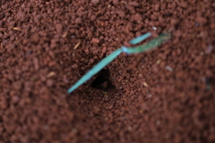 大地の蟻 オーストラリアの風景写真