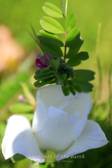 花と葉の戯れ