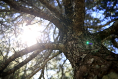 陽光の樹木 オーストラリアの風景写真