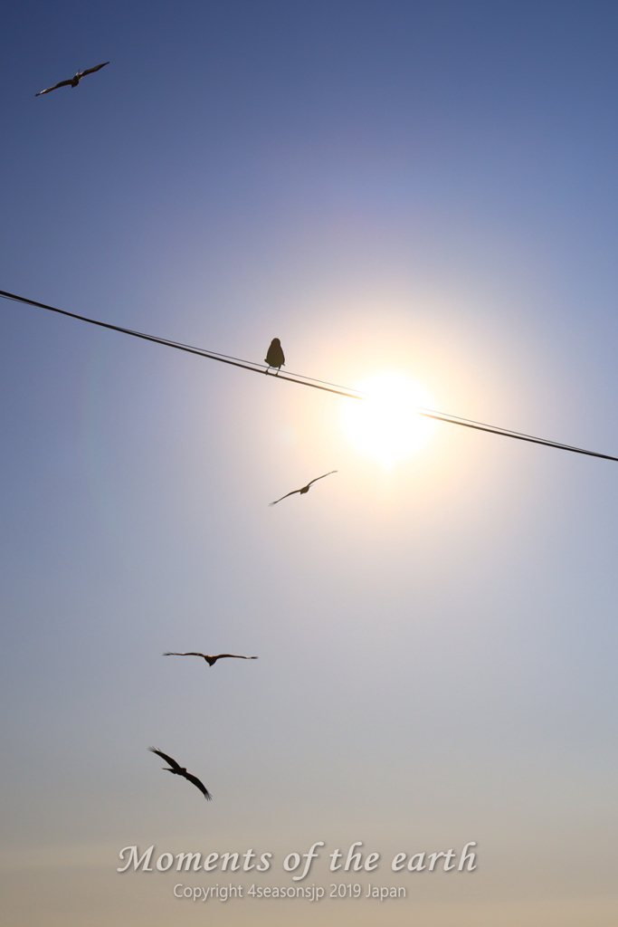 電線の鳥 湘南風景 EOS RP RF35mmF1.8