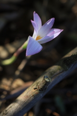 ワイン農場の花 オーストラリアの風景写真