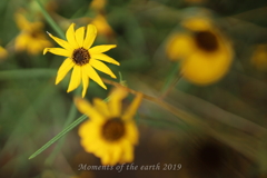 野に咲く自然の花 EOSRP EF35㎜F1.4L