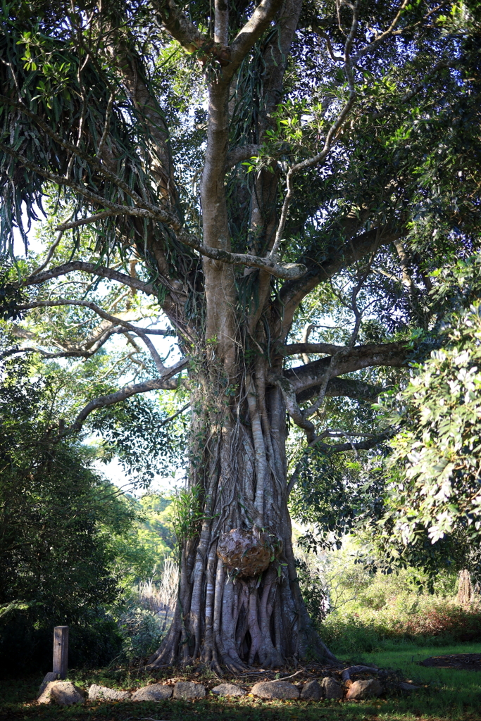 大きな樹木 オーストラリアの風景写真
