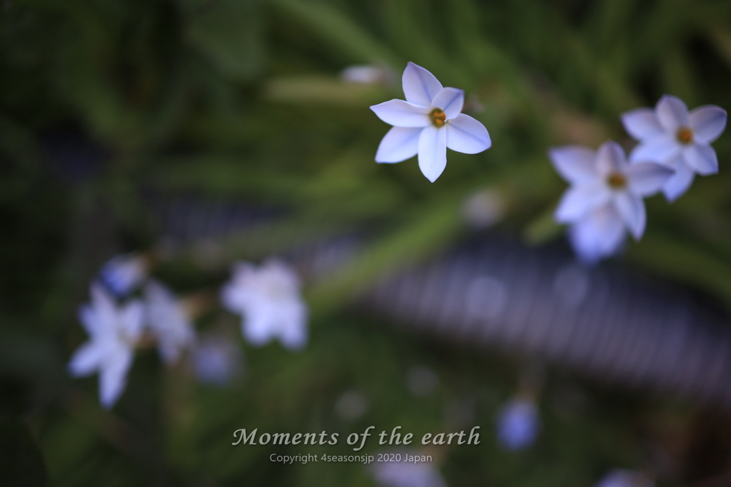 葉山の花