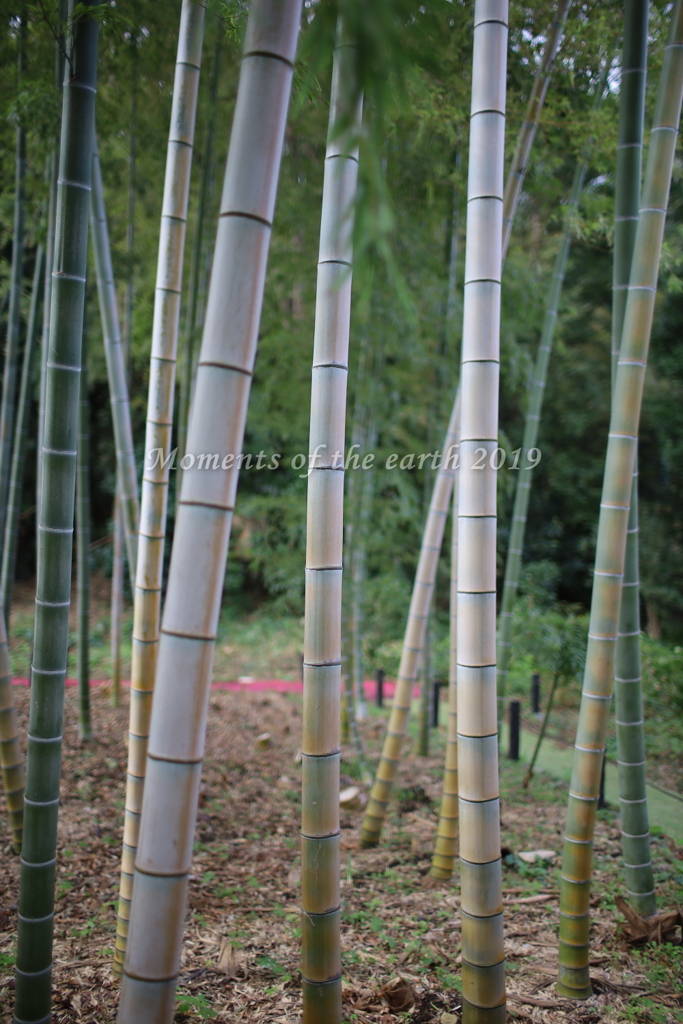 竹林 EOSRP EF35㎜F1.4L