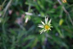 花 オーストラリアの風景写真