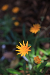 ブリスベンの花 オーストラリアの風景写真