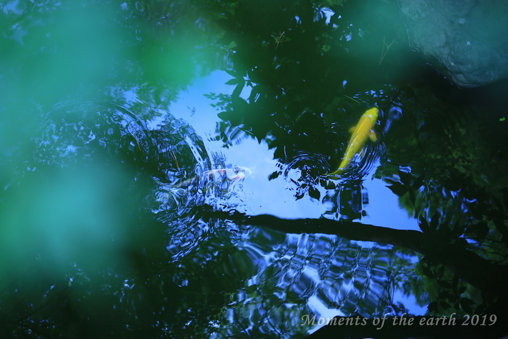 東京都庭園美術館 池の鯉