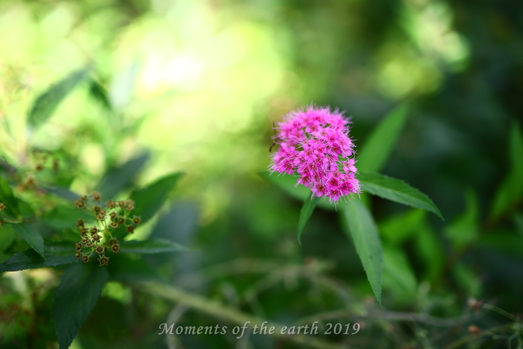 朝の花 EOSRP RF35mmF1.8