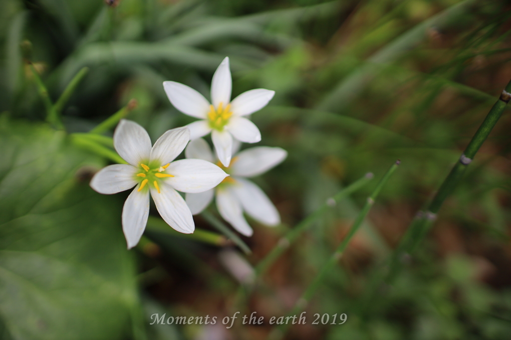 花 EOSRP EF35㎜F1.4L