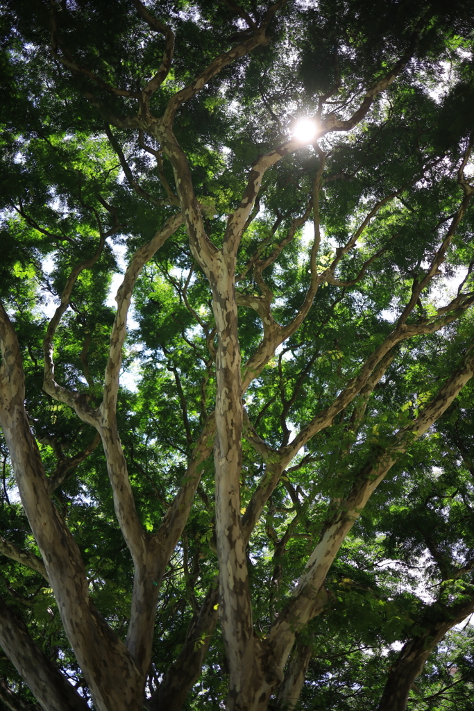 大学の木漏れ日 オーストラリアの風景写真