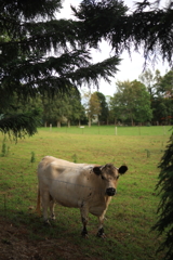 Mason Wines近くの牛 オーストラリアの風景写真