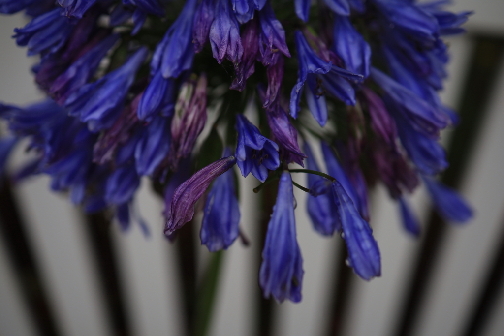 水滴の花 オーストラリアの風景写真