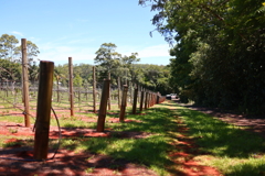 Mason Winesの農場 オーストラリアの風景写真