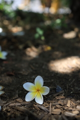 地面で咲く落ち花 オーストラリアの風景写真