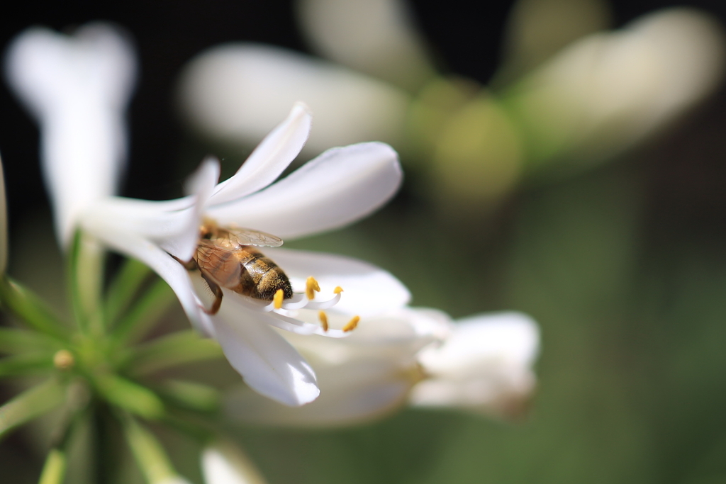 花と蜂 オーストラリアの風景写真
