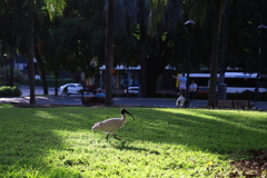 公園の鳥 オーストラリアの風景写真