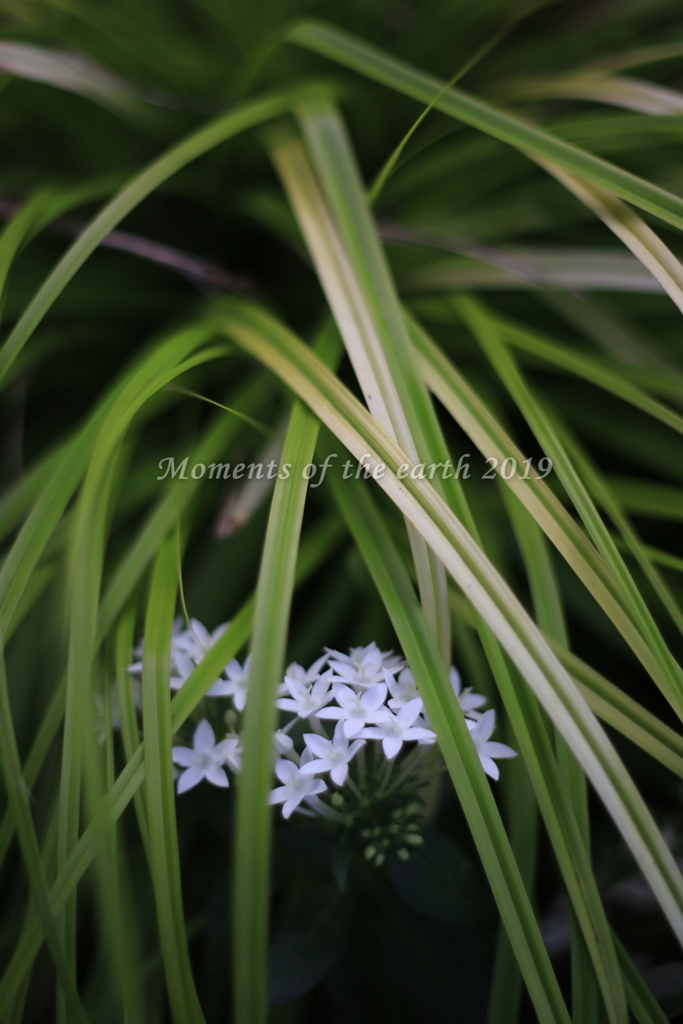 草の中の花 EOSRP EF50mm
