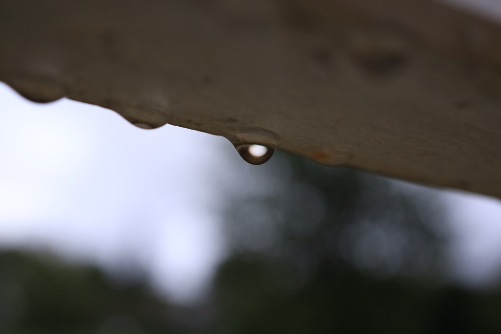 朝の水滴 オーストラリアの風景写真