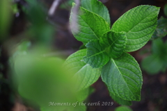 花のような葉 EOS RP EF50mmF1.8