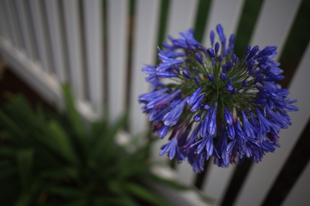 Mason Wines近くの花 オーストラリアの風景写真