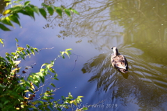 朝の鴨 CANON EOS RP RF35mmF1.8