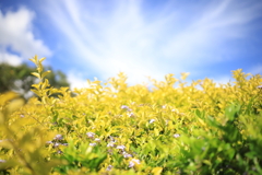 青空と光の葉 オーストラリアの風景写真