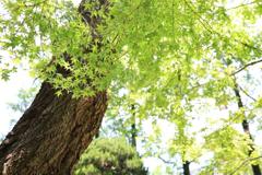 徳島城跡の樹木