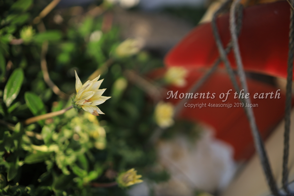 海辺の花 湘南の風景写真 EOS RP RF35mmF1.8