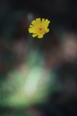 ブリスベンの黄色い花 オーストラリアの風景写真