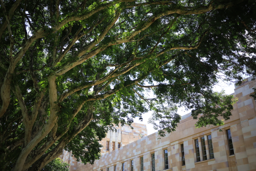 大学の樹木 オーストラリアの風景写真