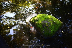 池にある苔岩 CANON EOS RP RF35mmF1.8