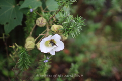 花と蜂 EOSRP EF35㎜F1.4L