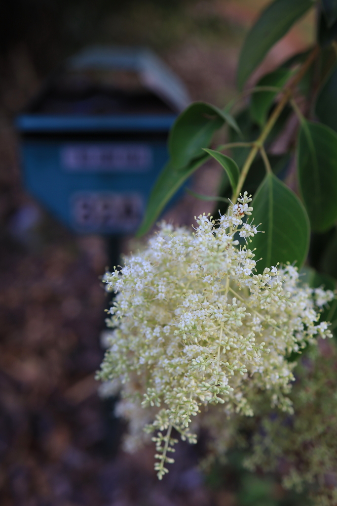 ポスト前の花 オーストラリアの風景写真