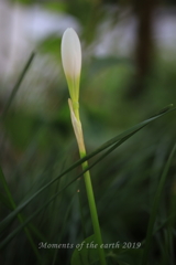 咲く花 EOSRP RF35mmF1.8