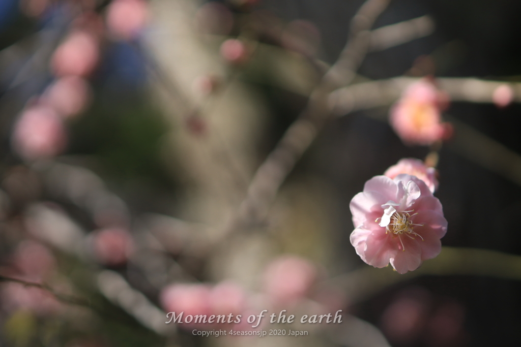 新春の梅／林芙美子記念館