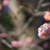 新春の梅／林芙美子記念館