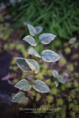 葉／林芙美子記念館