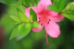 つつじの花芯