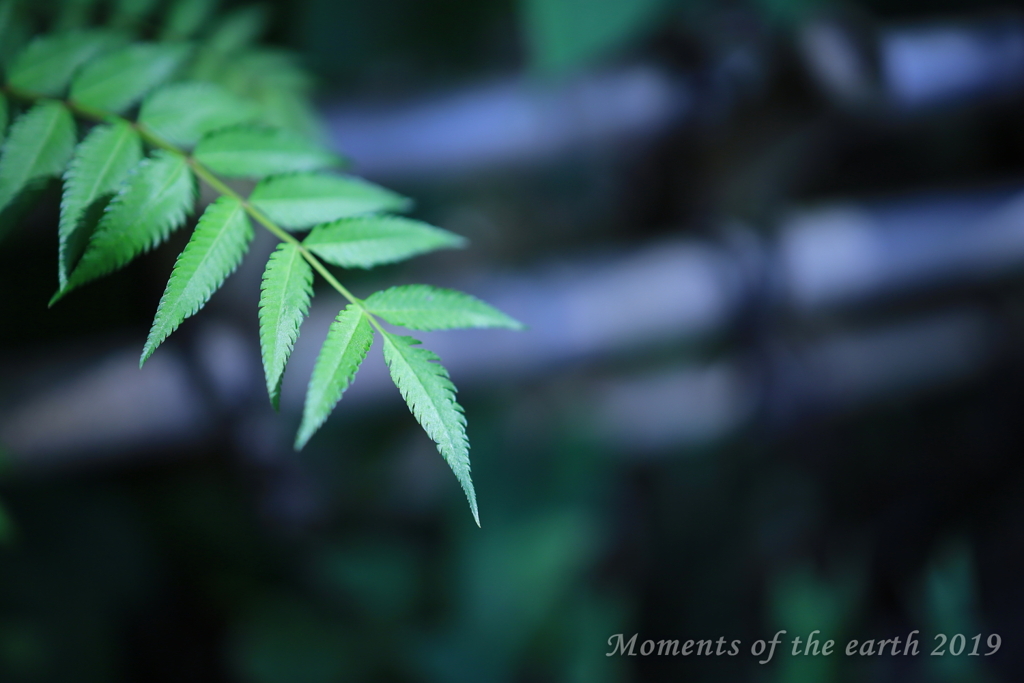 秋を待つ葉 CANON RF35mm F1.8