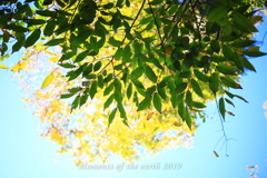 光の黄葉 CANON EOS RP RF35mmF1.8