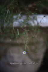 小さな花 EOS RP EF50mmF1.8