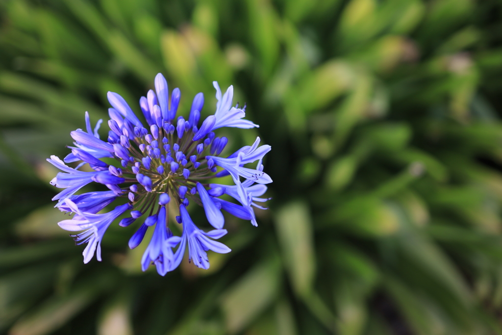 ブリスベンの花 オーストラリアの風景写真