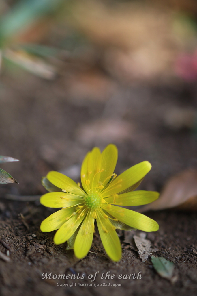 花／林芙美子記念館