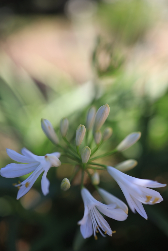 Brisbaneの花 オーストラリアの風景写真