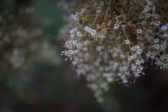 朝の花 オーストラリアの風景写真