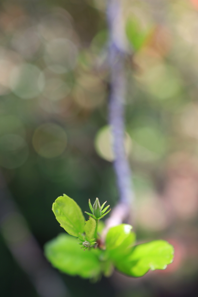 朝の咲く花 オーストラリアの風景写真