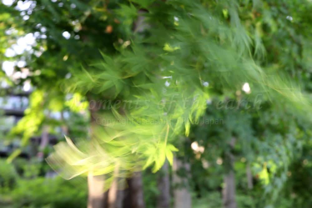 初夏の風に舞う新緑
