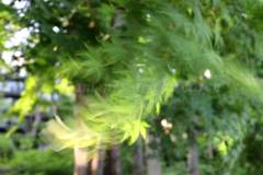 初夏の風に舞う新緑